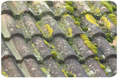 Devis antimousse toiture