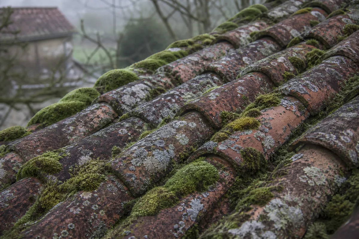 Toiture en tuiles canal envahie de mousses et de lichens dans un bourg charentais