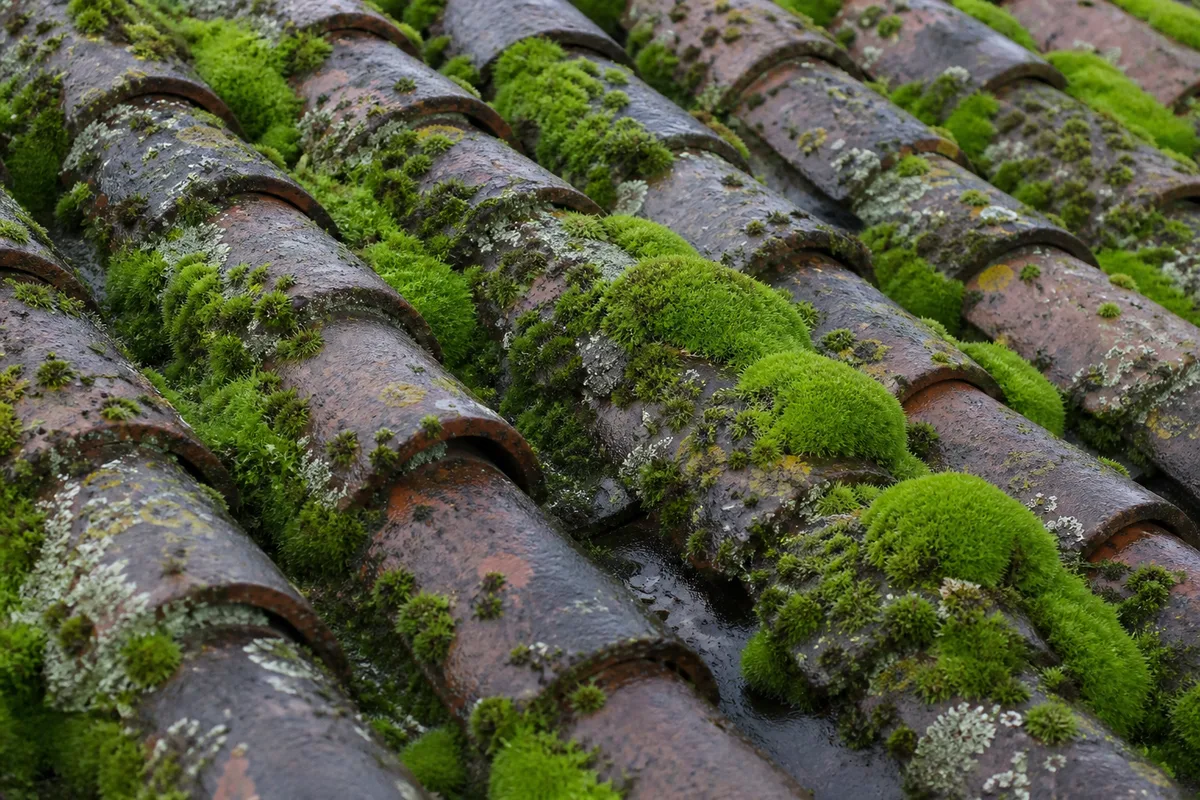 Tuiles canal couvertes de mousses et de lichens sur un toit ancien charentais